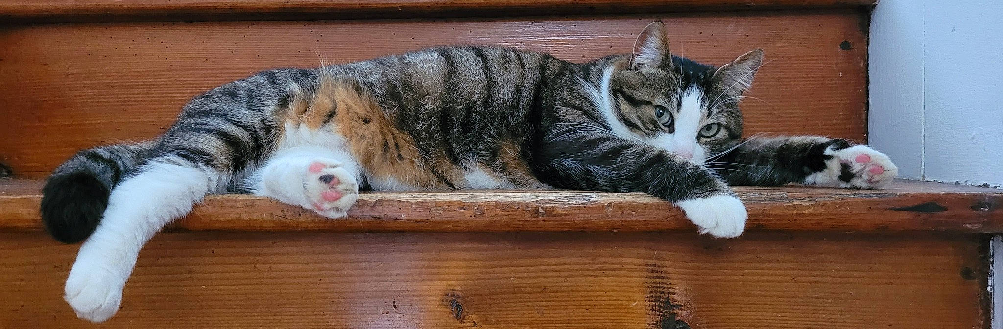 Mojito a rejoint le concours — aidez-le/la à gagner de superbes lots ! carnivore, cat, claw, domestic_short_haired_cat, felidae, fur, hardwood, paw, small_to_medium_sized_cats, snout, tail, terrestrial_animal, whiskers, window, wood