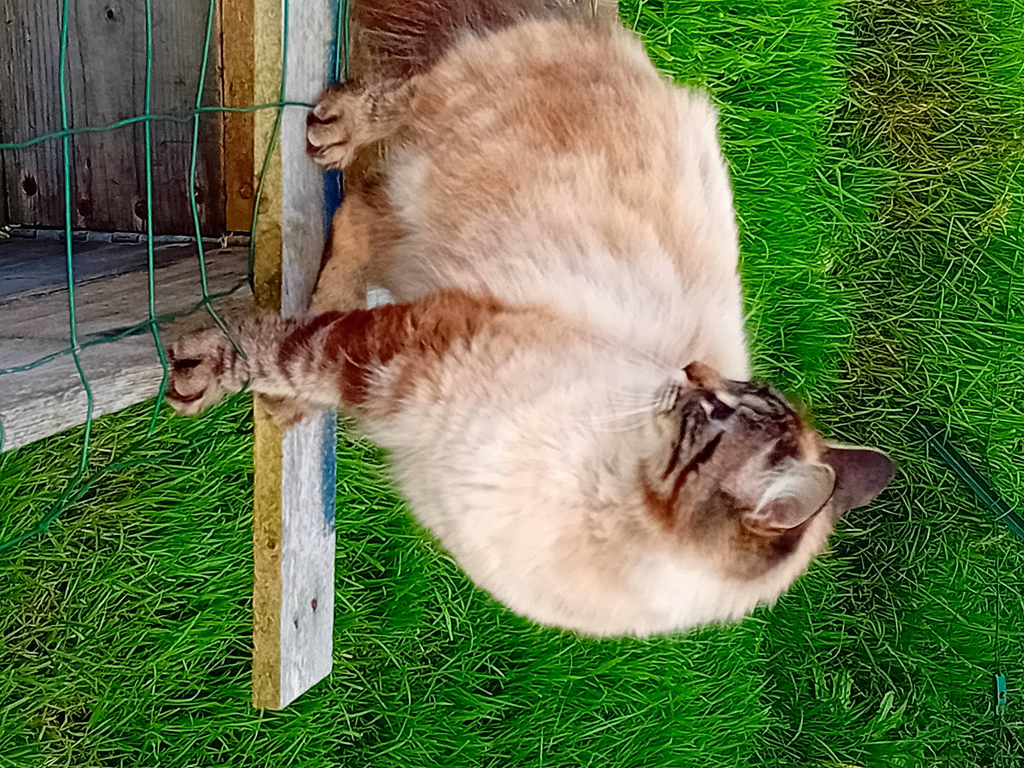 Nala a rejoint le concours — aidez-le/la à gagner de superbes lots ! carnivore, cat, collar, companion_dog, dog_breed, domestic_short_haired_cat, fawn, felidae, fence, fur, grass, pet_supply, plant, small_to_medium_sized_cats, snout, sporting_group, tail, terrestrial_animal, whiskers, wildlife