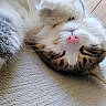 Heaven participe au concours pour gagner de l'argent avec cette photo : cat, fluffy, sleeping, relaxed, pink_nose, whiskers, close_up, indoor, carpet, pet, feline, cozy, resting, cute, animal, fur, paw, home, domestic, calm