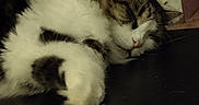 Heaven participe au concours pour gagner de l'argent avec cette photo : cat, sleeping, fluffy, paw, feline, resting, indoor, closeup, cute, pet, fur, whiskers, relaxation, cozy, domestic_animal, mammal, animal, tabby, white, brown