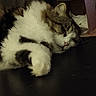 cat, sleeping, fluffy, paw, feline, resting, indoor, closeup, cute, pet, fur, whiskers, relaxation, cozy, domestic_animal, mammal, animal, tabby, white, brown