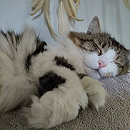 Heaven participe au concours pour gagner de l'argent avec cette photo : cat, sleeping, fluffy, fur, pink_nose, close_up, cozy, indoor, pet, relaxed, whiskers, paw, texture, face, animal, resting, soft, cute, domestic_cat, peaceful
