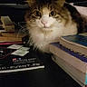 Heaven a rejoint le concours — aidez-le/la à gagner de superbes lots ! cat, fluffy, books, papers, indoor, curious, wide_eyes, feline, stack, desk, dim_light, whiskers, tabby, white_fur, brown_fur, sitting, closeup, pet, domestic_animal, curiosity