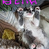 Bella joined the competition — help win amazing prizes! kitten, cat, gray_and_white, paws, raised_paws, lying_down, blanket, cozy, soft_texture, yellow_cloth, fur, cute, pet, animal, resting, indoor, close_up, feline, name_text, purple_text
