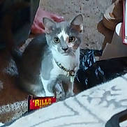 Bella is registered to the contest to win money with this photo: cat, gray_cat, white_cat, collar, pet, indoor, carpet, curious, sitting, animal, feline, household, floor, domestic, looking, eyes, fur, whiskers, young_cat, cute