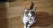 Bella is registered to the contest to win money with this photo: cat, pet, animal, indoor, wooden_floor, curious, yellow_eyes, collar, human_foot, flooring, domestic, feline, looking_up, home, paws, ears, tail, closeup, floor, household_items