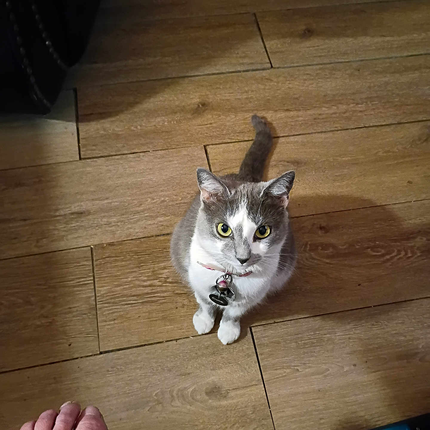 Bella is registered to the contest to win money with this photo: cat, pet, animal, indoor, wooden_floor, curious, yellow_eyes, collar, human_foot, flooring, domestic, feline, looking_up, home, paws, ears, tail, closeup, floor, household_items