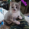Bella is registered to the contest to win money with this photo: kitten, cat, gray_and_white, cute, indoor, camo_pattern, fabric, books, art_supplies, cozy, small_animal, pet, furry, young, curious, sitting, closeup, name_text, purple_text, personalized