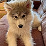 puppy, dog, fluffy, indoor, couch, brown_couch, fur, pet, animal, cute, adorable, relaxed, window, air_conditioner, patterned_wall, soft_light, sitting, front_legs, young_dog, domestic_animal