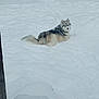 Sadie is registered to the contest to win money with this photo: dog, snow, winter, outdoor, animal, fluffy, canine, cold, pets, nature, laying_down, fur, quiet, calm, landscape, background, animal_portrait, looking_back, daylight, winter_climate
