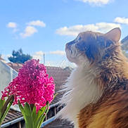 Kubo participe au concours pour gagner de l'argent avec cette photo : cat, fluffy_cat, orange_cat, white_fur, flower_pot, pink_flower, hyacinth, sky, clouds, rooftop, outdoor, plant, pet, feline, nature, daylight, window_sill, curious, profile, close_up