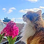 cat, fluffy_cat, orange_cat, white_fur, flower_pot, pink_flower, hyacinth, sky, clouds, rooftop, outdoor, plant, pet, feline, nature, daylight, window_sill, curious, profile, close_up