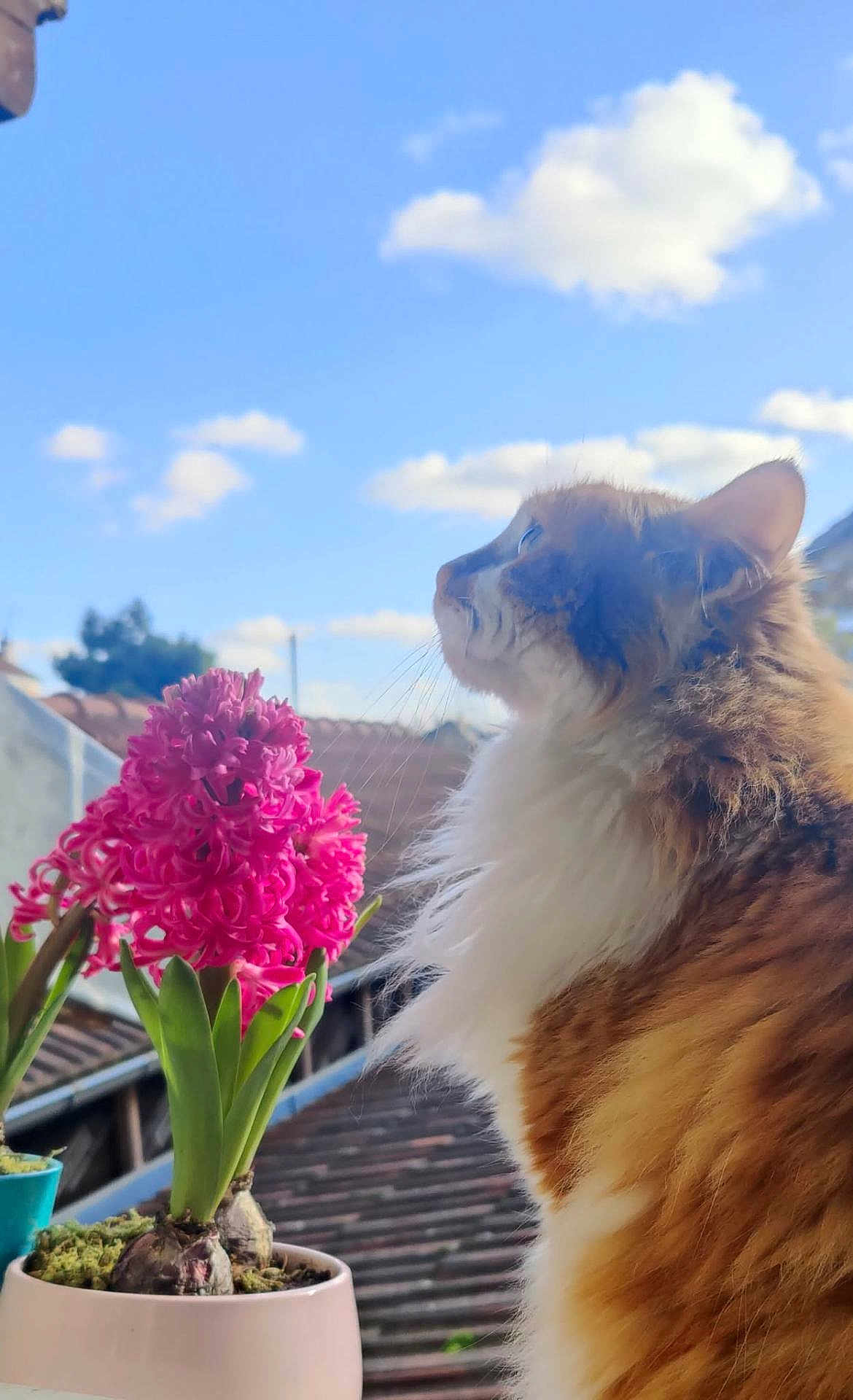 Kubo participe au concours pour gagner de l'argent avec cette photo : cat, fluffy_cat, orange_cat, white_fur, flower_pot, pink_flower, hyacinth, sky, clouds, rooftop, outdoor, plant, pet, feline, nature, daylight, window_sill, curious, profile, close_up