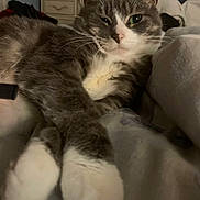 Shady joined the competition — help win amazing prizes! cat, gray_cat, white_paws, relaxed, lying_down, indoor, blanket, feline, pet, cozy, sleepy, whiskers, close_up, fur, paw, domestic_animal, resting, home, cute, animal