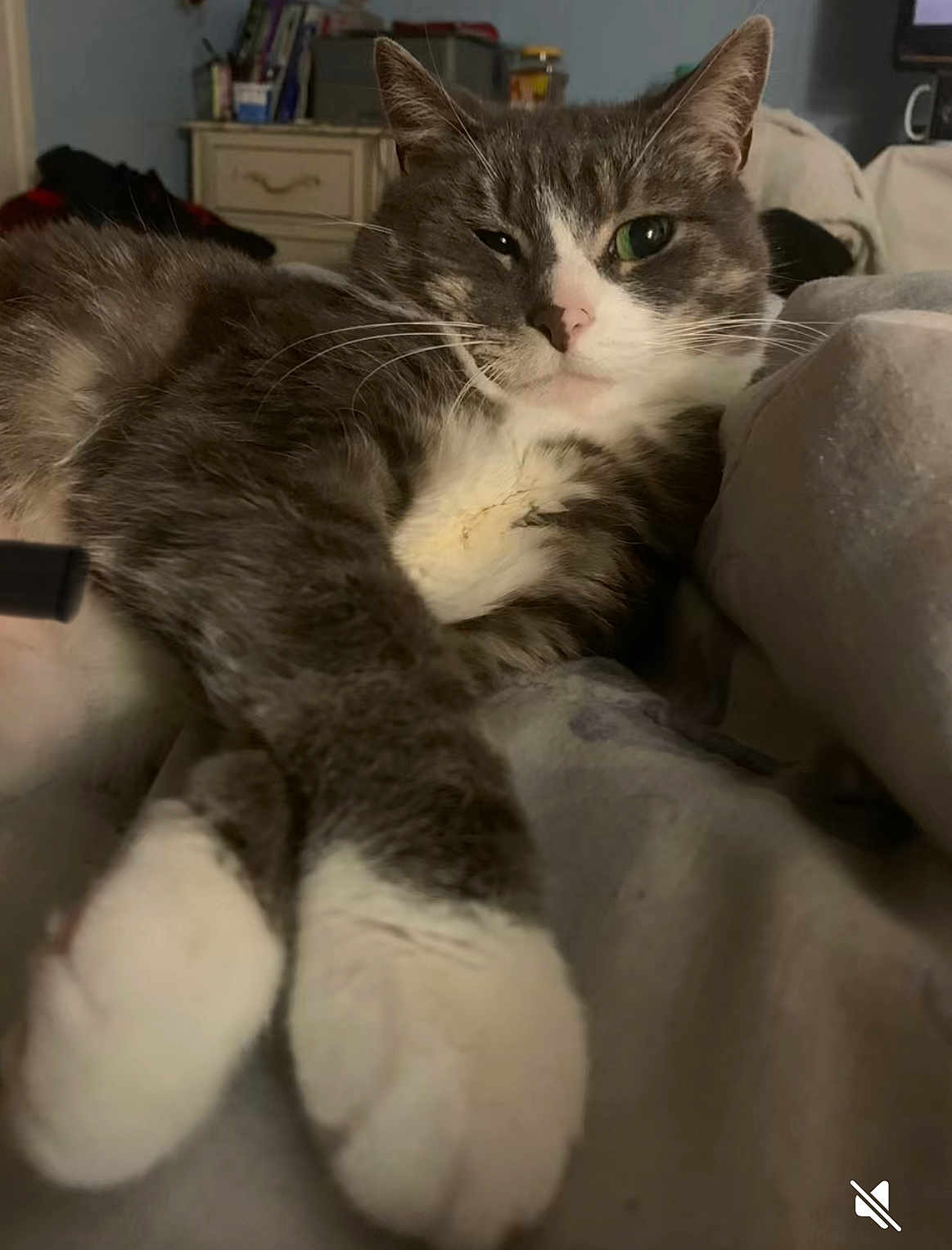 Shady joined the competition — help win amazing prizes! cat, gray_cat, white_paws, relaxed, lying_down, indoor, blanket, feline, pet, cozy, sleepy, whiskers, close_up, fur, paw, domestic_animal, resting, home, cute, animal