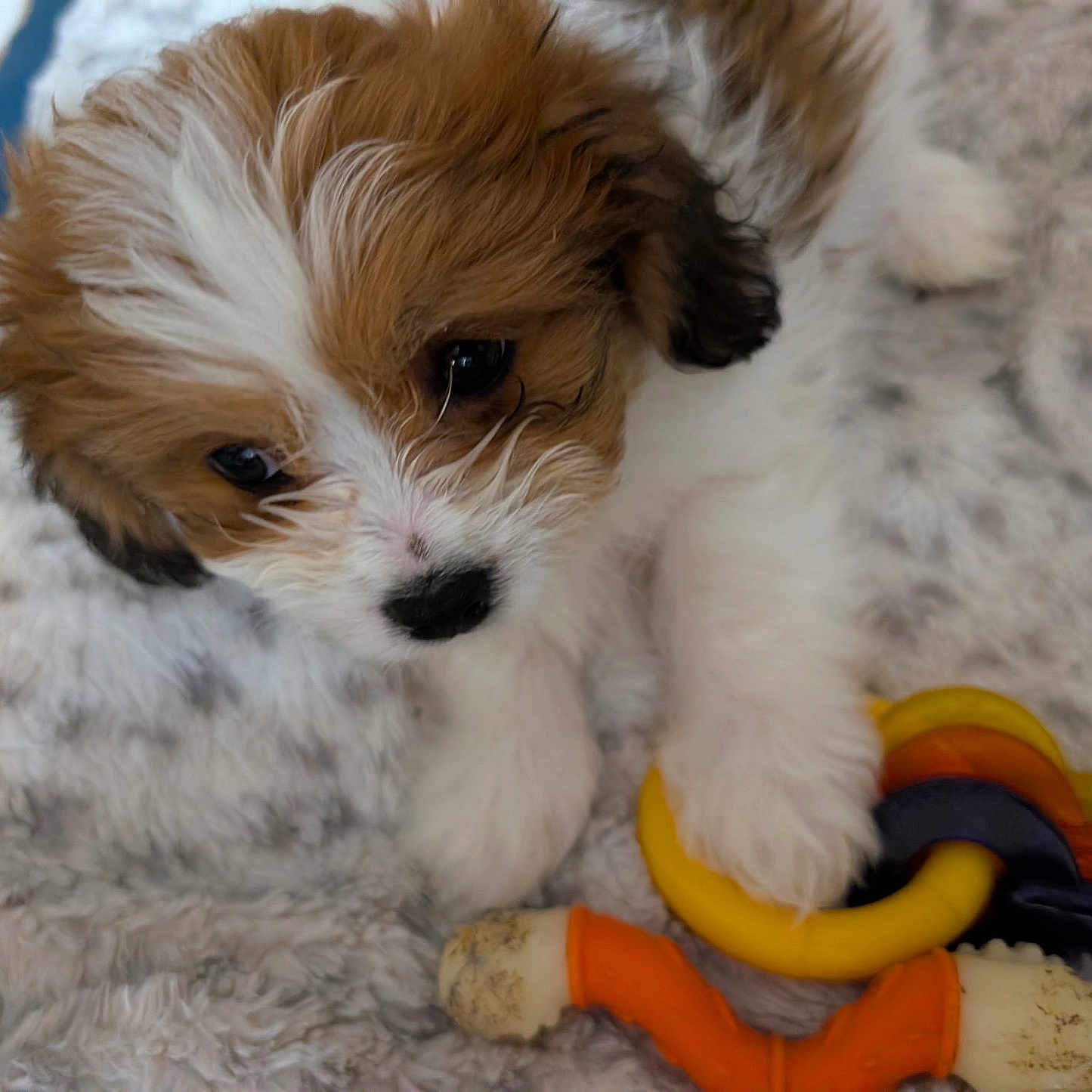 Coco is registered to the contest to win money with this photo: adorable, animal, blanket, brown, closeup, companion, cute, dog, fur, indoor, paw, pet, playful, puppy, resting, sleepy, soft, toy, white, young