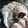 Tonta joined the competition — help win amazing prizes! cat, sleeping, sunlight, cushion, window, indoor, cozy, fur, pet, relaxed, whiskers, pink_blanket, animal, resting, domestic, cute, soft, calm, nap, home