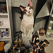 Tonta joined the competition — help win amazing prizes! cat, makeup_brushes, vanity, container, cosmetics, brush_holder, mirror, lighting_equipment, decor, brown_and_white_cat, indoor, curious, pet, feline, tabletop, storage, collection, beauty_tools, sitting, closeup