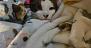 Tonta is registered to the contest to win money with this photo: cat, blanket, cozy, sleepy, fur, pet, indoor, resting, snuggled, cute, animal, soft, comfort, warm, relaxed, domestic, mammal, whiskers, ears, face