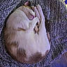 Tonta joined the competition — help win amazing prizes! cat, sleeping, curled_up, blanket, fur, paw, pet, cozy, resting, domestic_animal, animal, cute, indoor, relaxation, comfort, texture, soft, colorful_light, floor, peaceful