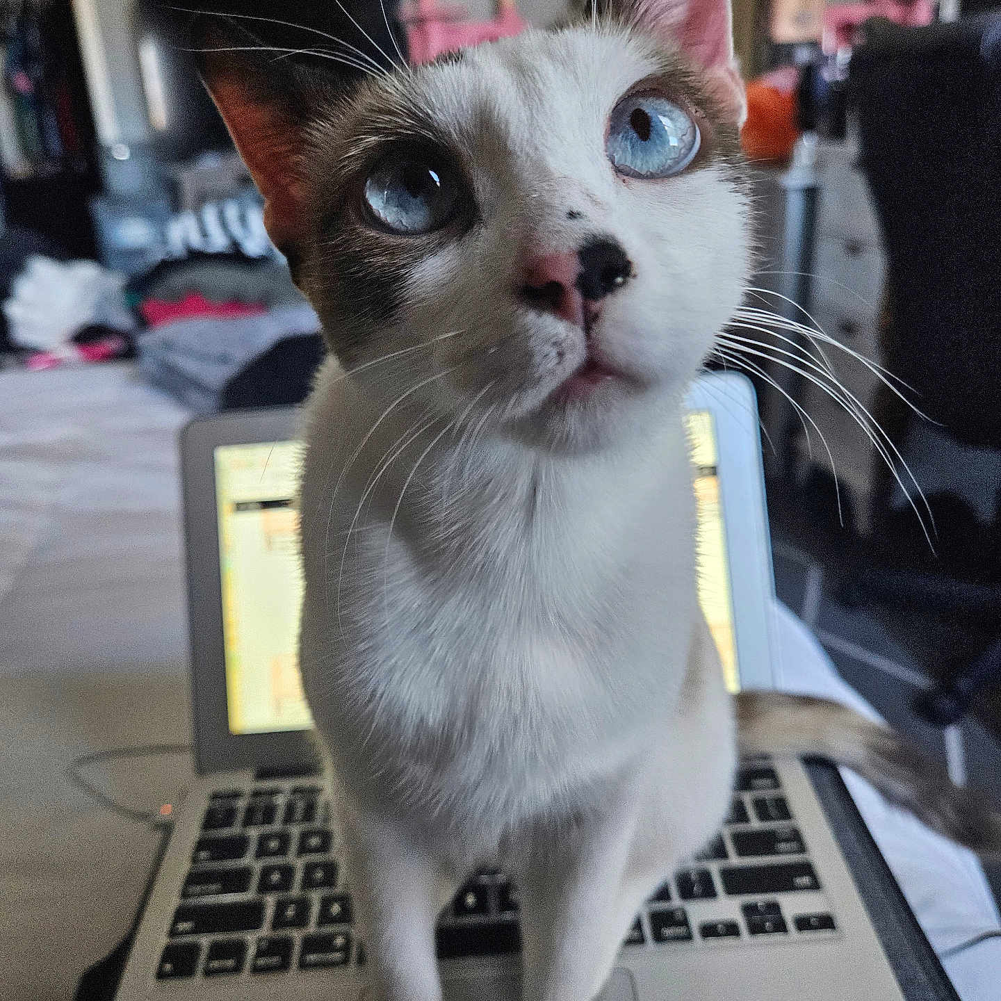 Tonta is registered to the contest to win money with this photo: cat, blue_eyes, laptop, indoor, curious, pet, whiskers, close_up, technology, computer, feline, domestic_cat, home, keyboard, pink_cat_tree, animal, cute, looking_up, white_cat, tabby