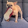 dog, french_bulldog, sneaker, shoe, couch, indoor, pet, animal, playful, brown_dog, canine, tongue, ears, paw, fur, looking, standing, pet_indoor, domestic_animal, mischievous