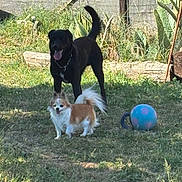 Max a rejoint le concours — aidez-le/la à gagner de superbes lots ! animal, ball, black_dog, daytime, dog, fence, fur, grass, happy, nature, outdoor, pet, plant, play, small_dog, sunlight, tail, tongue_out, wood, yard