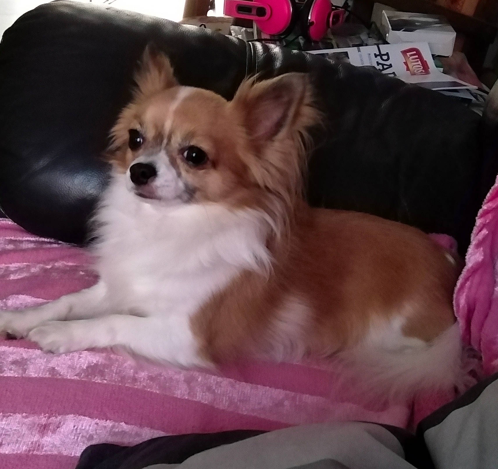 Max a rejoint le concours — aidez-le/la à gagner de superbes lots ! bed, canidae, carnivore, chihuahua, companion_dog, dog, dog_breed, ear, fawn, mammal, papillon, phalene, pomeranian, puppy, puppy_love, snout, spaniel, sporting_group, toy_dog, vertebrate