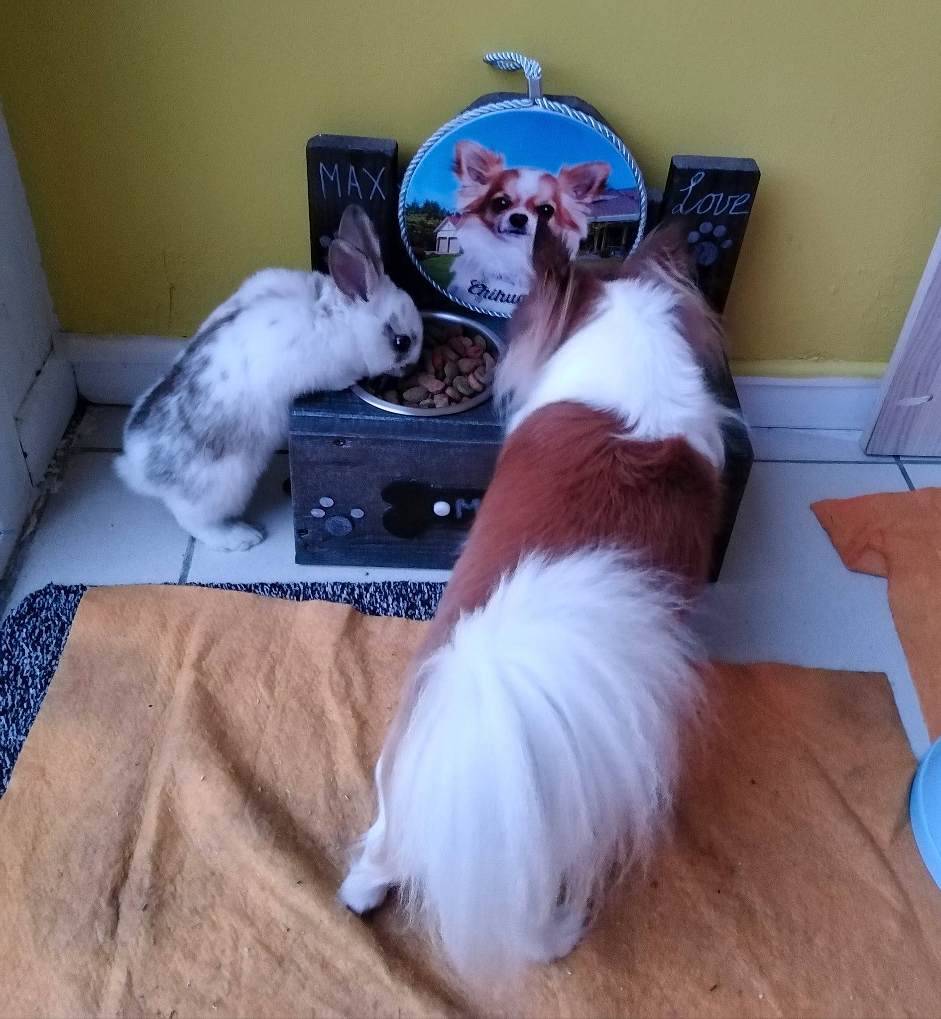 Noisette a rejoint le concours — aidez-le/la à gagner de superbes lots ! birman, canidae, carnivore, cat, companion_dog, dog, dog_breed, ear, fawn, felidae, mammal, nap, phalene, ragdoll, shih_tzu, small_to_medium_sized_cats, sporting_group, tail, whiskers