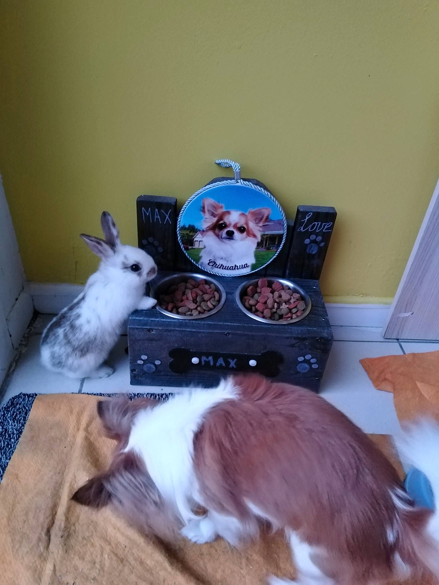 Noisette a rejoint le concours — aidez-le/la à gagner de superbes lots ! canidae, carnivore, cat, companion_dog, ear, fawn, felidae, kitten, rabbits_and_hares, room, small_to_medium_sized_cats, whiskers