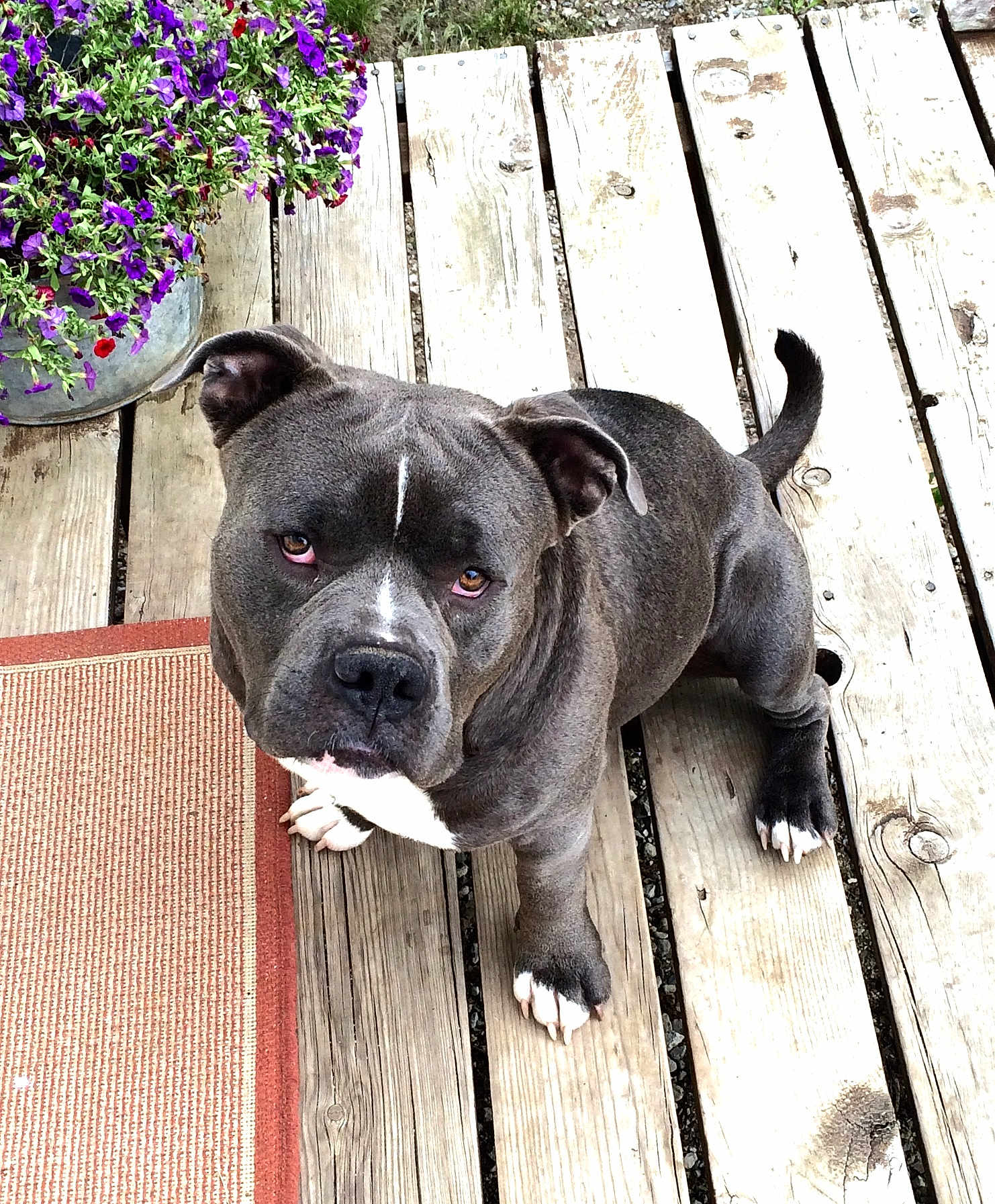 Mungus is registered to the contest to win money with this photo: dog, pitbull, pet, animal, wooden_deck, outdoor, flower_pot, purple_flowers, rug, brown_eyes, white_paws, white_markings, looking_up, sitting, canine, summer, daylight, fur, ears, tail