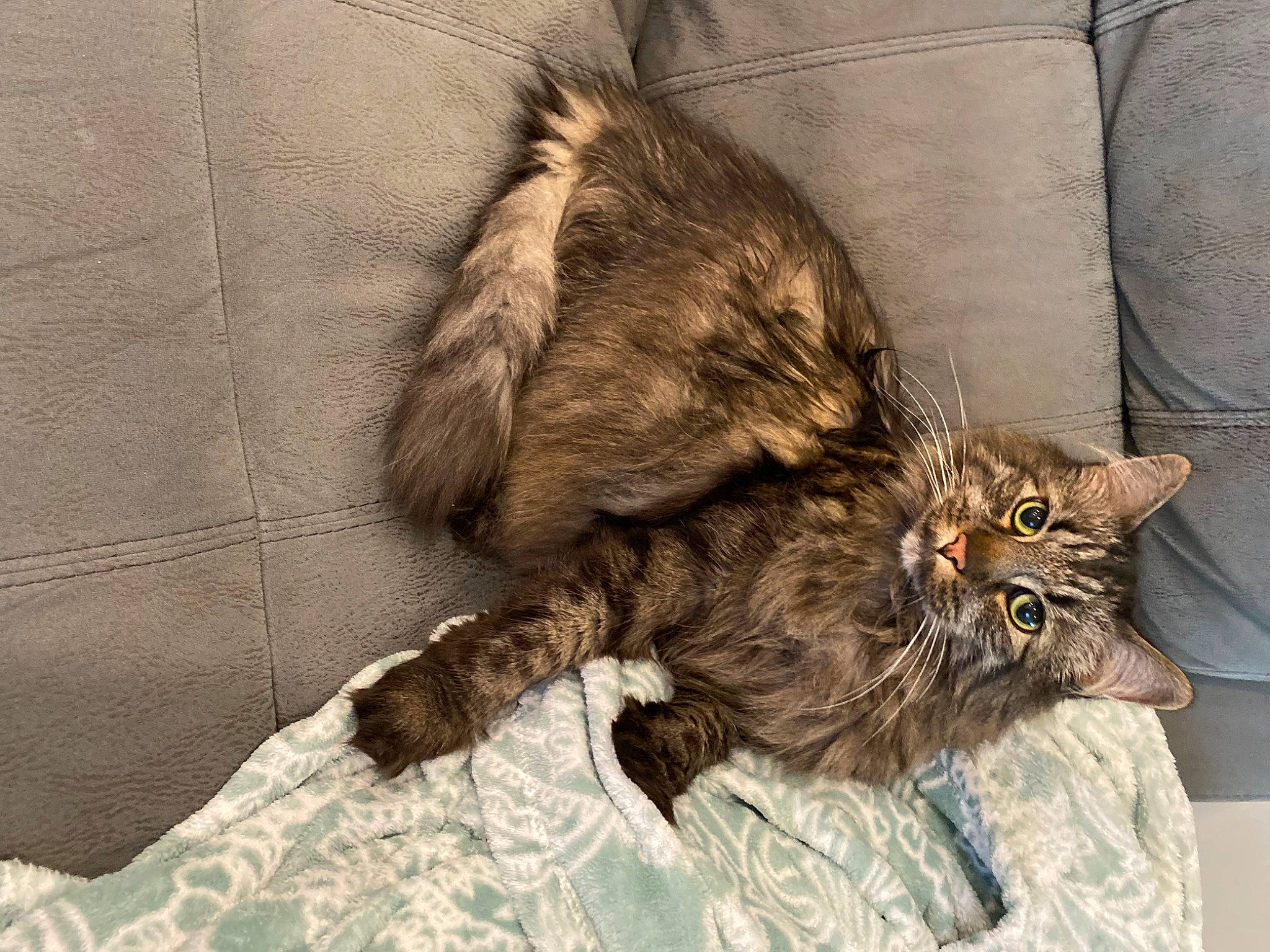 Griffin is registered to the contest to win money with this photo: carnivore, cat, claw, comfort, domestic_short_haired_cat, felidae, fur, grey, maine_coon, paw, small_to_medium_sized_cats, tail, terrestrial_animal, whiskers