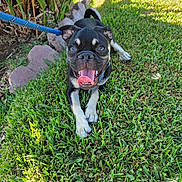 Kash is registered to the contest to win money with this photo: dog, puppy, pet, black_dog, white_markings, tongue_out, happy, sitting, lying_down, grass, lawn, garden, outdoor, backyard, leash, collar, plants, sunlight, portrait, close_up