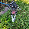 dog, puppy, pet, black_dog, white_markings, tongue_out, happy, sitting, lying_down, grass, lawn, garden, outdoor, backyard, leash, collar, plants, sunlight, portrait, close_up