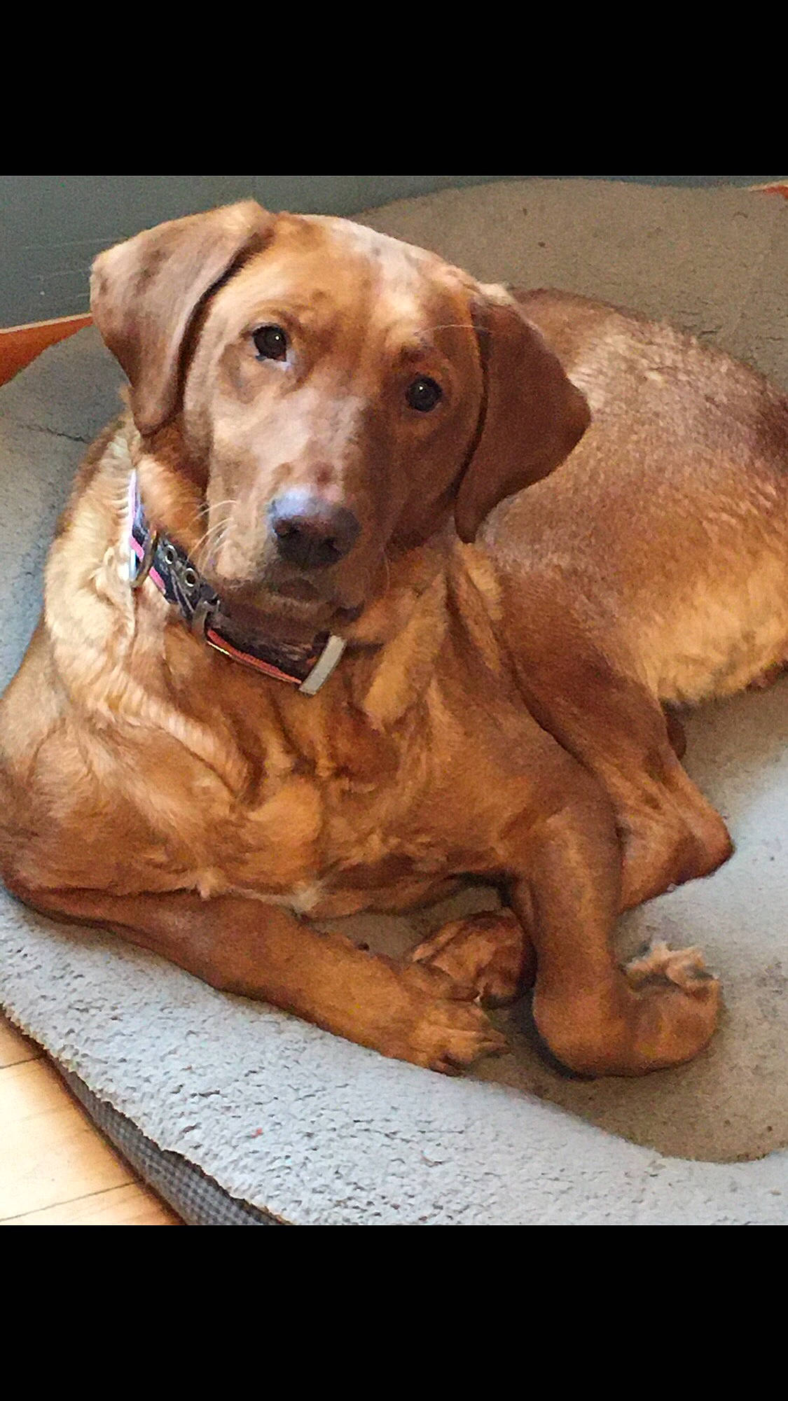 Emma joined the competition — help win amazing prizes! canidae, carnivore, collar, companion_dog, dog, dog_breed, dog_collar, fawn, fur, german_shorthaired_pointer, gun_dog, liver, pointing_breed, sporting_group, terrestrial_animal, varnish, whiskers, wood, working_animal, working_dog