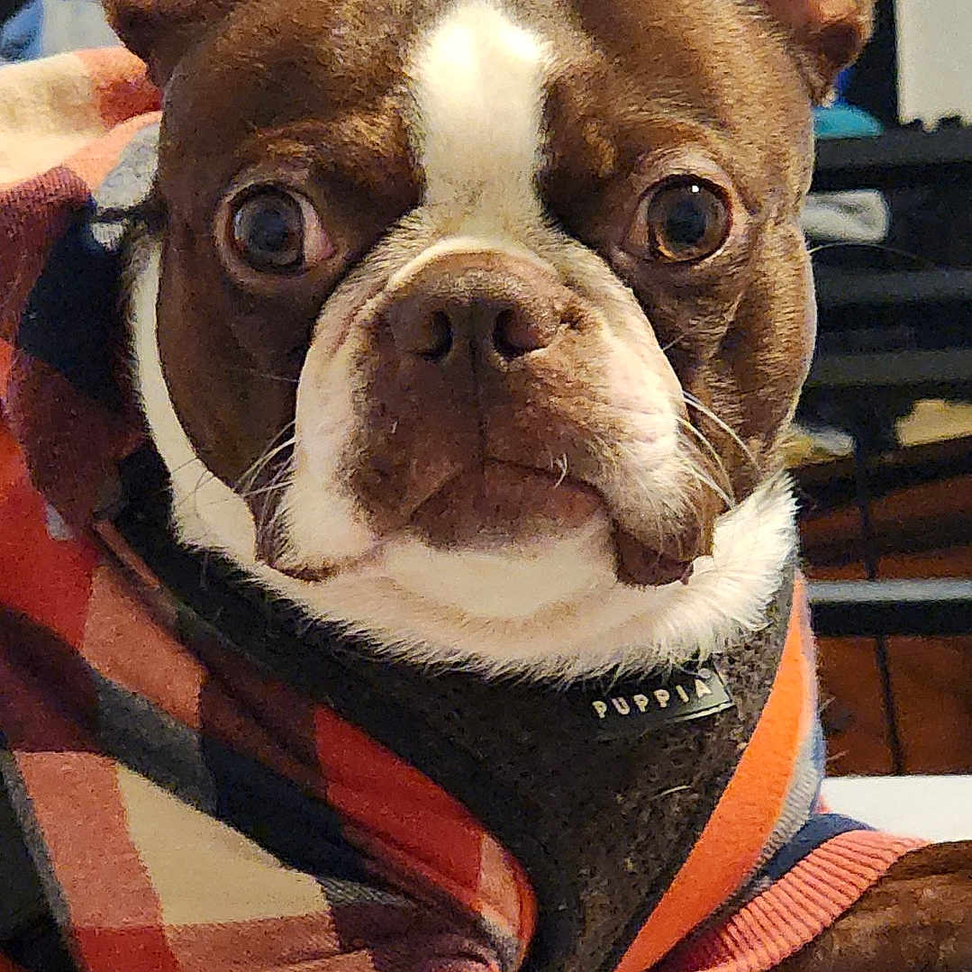 Nug