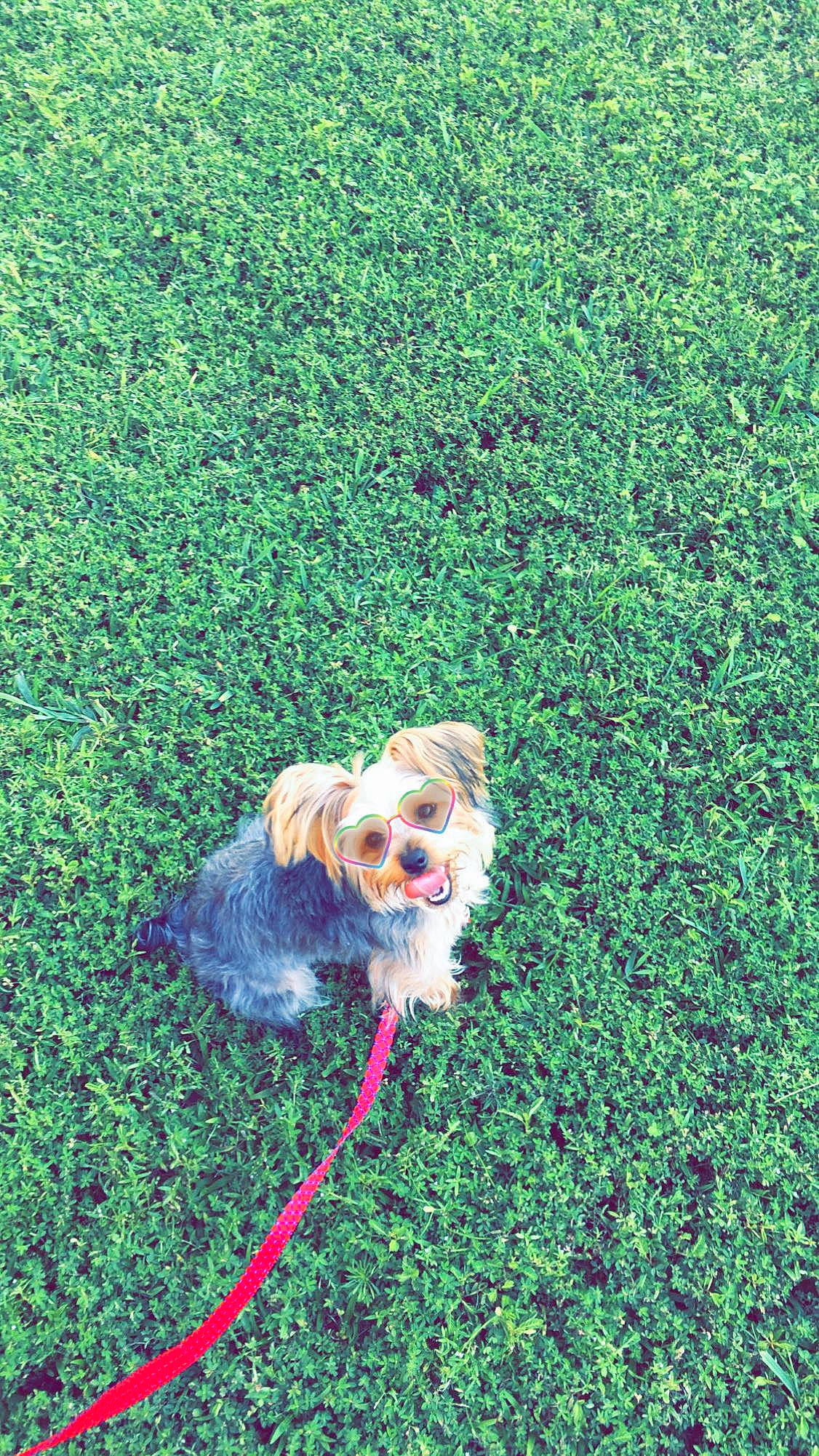 Moochie joined the competition — help win amazing prizes! canidae, carnivore, cavachon, chinese_imperial_dog, cockapoo, companion_dog, dog, dog_breed, grass, green, lhasa_apso, maltese, mammal, morkie, plant, puppy, shih_tzu, sporting_group, toy_dog, yorkshire_terrier