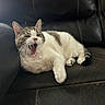 Spanky joined the competition — help win amazing prizes! animal, cat, cozy, cute, domestic_cat, feline, fur, household, indoor, leather_couch, mammal, paw, pet, relaxed, resting, sleepy, tabby, whiskers, white_fur, yawning