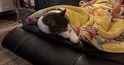 Spanky joined the competition — help win amazing prizes! basket, black_leather_couch, blanket, cat, child, comfort, cozy, feet, furniture, home, indoor, living_room, nap, pet, relaxation, resting, sleeping, tabby_cat, wooden_floor, yellow_blanket