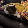 basket, black_leather_couch, blanket, cat, child, comfort, cozy, feet, furniture, home, indoor, living_room, nap, pet, relaxation, resting, sleeping, tabby_cat, wooden_floor, yellow_blanket