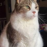 Spanky joined the competition — help win amazing prizes! animal, calm, cat, close-up, cozy, cute, domestic, feline, fur, green_eyes, household, indoor, looking_away, pet, portrait, sitting, soft_light, tabby, whiskers, white_fur