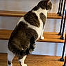 Spanky is registered to the contest to win money with this photo: animal, cat, climbing, curious, curled_tail, domestic_cat, ear, feline, home, indoor, iron_railings, pet, quiet, side_view, stairs, tabby, tail, walking, white_patches, wooden_stairs