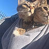Peaches is registered to the contest to win money with this photo: animal, blanket, blue_sky, cat, cats, collar, companionship, cozy, curious, domestic_animal, ears, feline, fur, hand, outdoor, paw, pets, resting, sunlight, whiskers