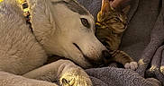 Peaches joined the competition — help win amazing prizes! animal_friendship, bedroom, blanket, cat, close_up, comfort, cozy, dog, domestic, furry, hand, husky, indoor, petting, relaxed, resting, sleepy, soft_texture, tabby_cat, tattoo