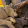 animal_friendship, bedroom, blanket, cat, close_up, comfort, cozy, dog, domestic, furry, hand, husky, indoor, petting, relaxed, resting, sleepy, soft_texture, tabby_cat, tattoo