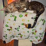 Peaches joined the competition — help win amazing prizes! animal, blanket, cat, cats, cozy, cuddling, cute, feline, fur, indoor, paw, pets, resting, scratching_post, sleeping, string_lights, tabby, tail, wall, wooden_floor
