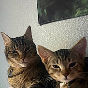 Peaches is registered to the contest to win money with this photo: animal, bell, blanket, cat, collar, companions, cute, ears, face, feline, fur, indoor, paw, pet, poster, resting, tabby_cat, two_animals, wall, whiskers