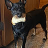 dog, small_dog, black_dog, standing, bread, food, doorway, indoors, wood, wooden_door, tiled_floor, black_fur, pointed_ears, long_tail, pet, animal, portrait, funny, fashion, photography