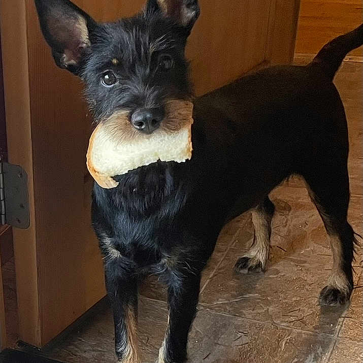 Toni is registered to the contest to win money with this photo: dog, small_dog, black_dog, standing, bread, food, doorway, indoors, wood, wooden_door, tiled_floor, black_fur, pointed_ears, long_tail, pet, animal, portrait, funny, fashion, photography