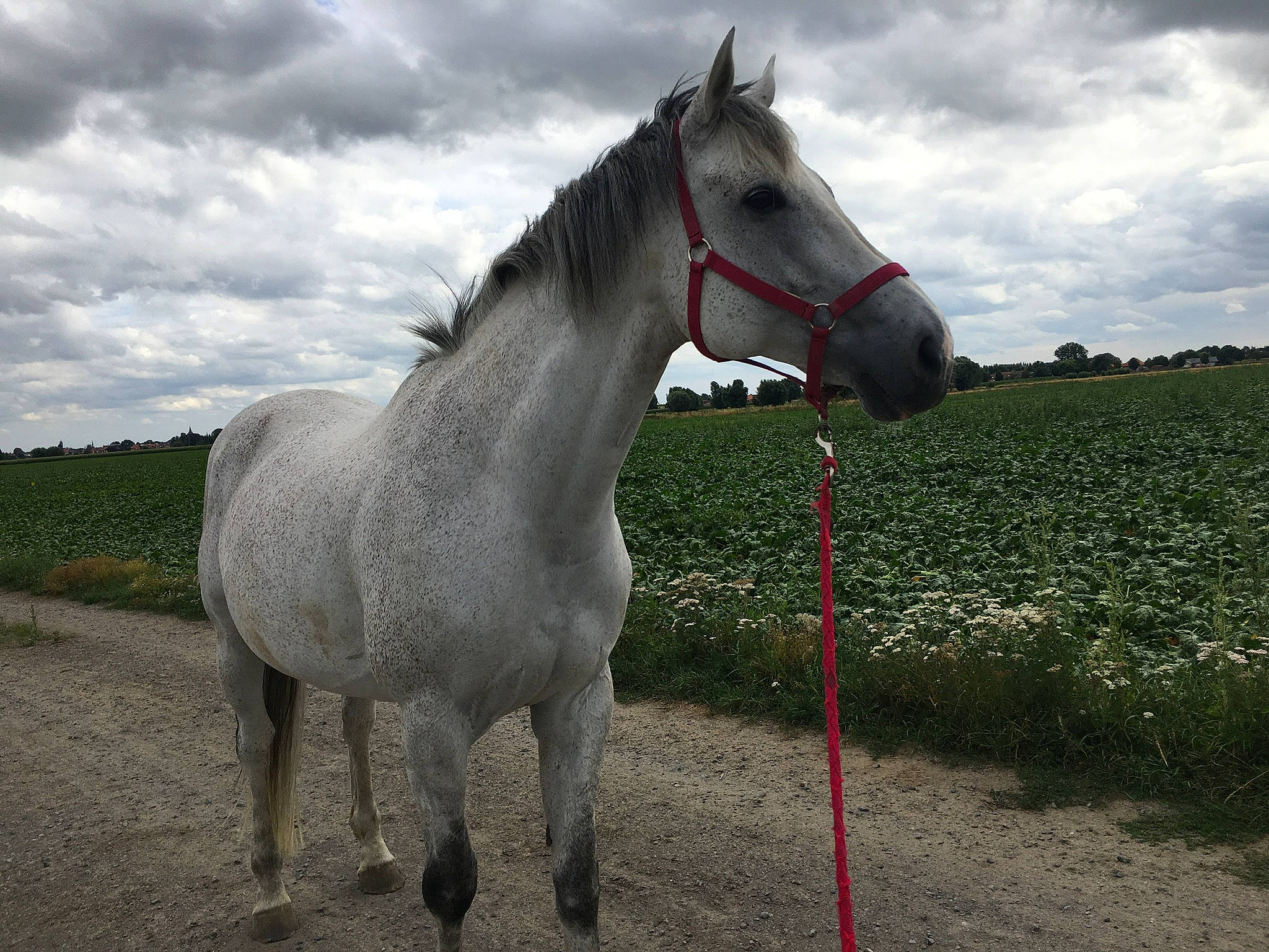 Prince Solar participe au concours pour gagner de l'argent avec cette photo : bridle, grassland, horse, horse_tack, mammal, mane, mare, mustang_horse, pasture, sky, snout, stallion, stock_photography, vertebrate